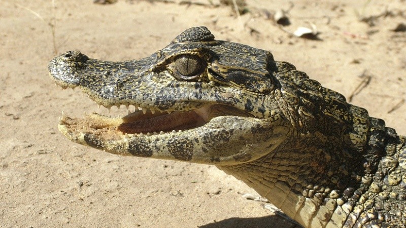 Tardaron una hora en poder sacar al reptil del lugar.