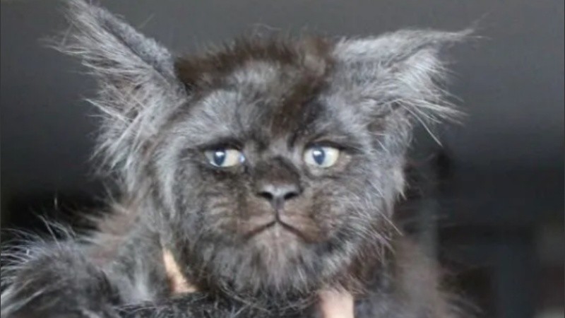 El pequeño felino es de raza Maine Coon. 