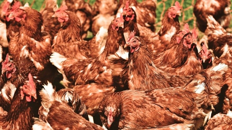 Pese al error más de 700 gallinas pudieron encontrar un nuevo hogar.