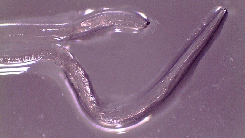 Es el segundo caso en poco tiempo seg{un especialistas.