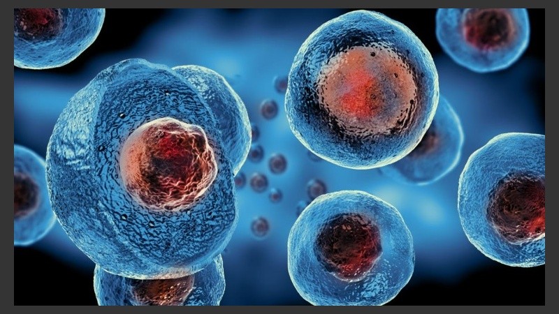 Más de 100.000 pacientes en todo el mundo se someten cada año a un trasplante de células madre de sangre.