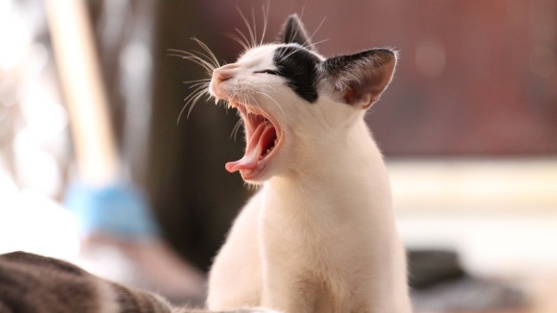 El bebé de un año fue salvado por la gata de la familia, llamada Gatúbela.