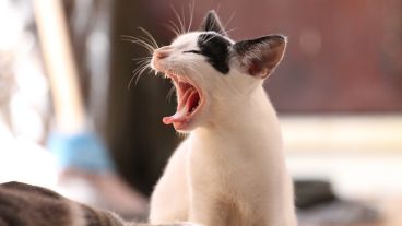 El bebé de un año fue salvado por la gata de la familia, llamada Gatúbela.