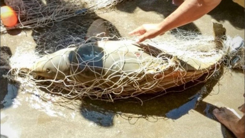 Miles de delfines de esta especie mueren por año.