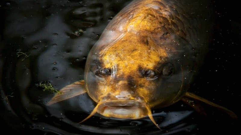 El pez con rostro humano resultó ser una carpa asiática.