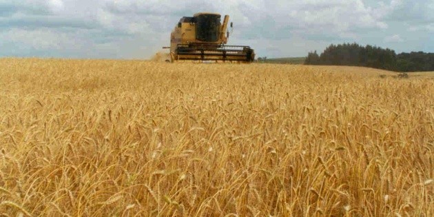 Santa Fe: continúa la cosecha de trigo y más de un 90% está en buen o ...