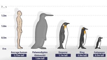 Estos pingüinos gigantes fueron descubiertos por primera vez en 1905.