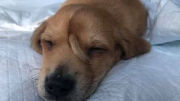 Fue bautizado por los rescatistas como el pequeño unicornio peludo mágico.