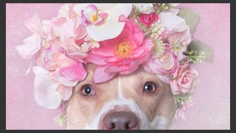 Garman muestra el lado tierno de los caninos.