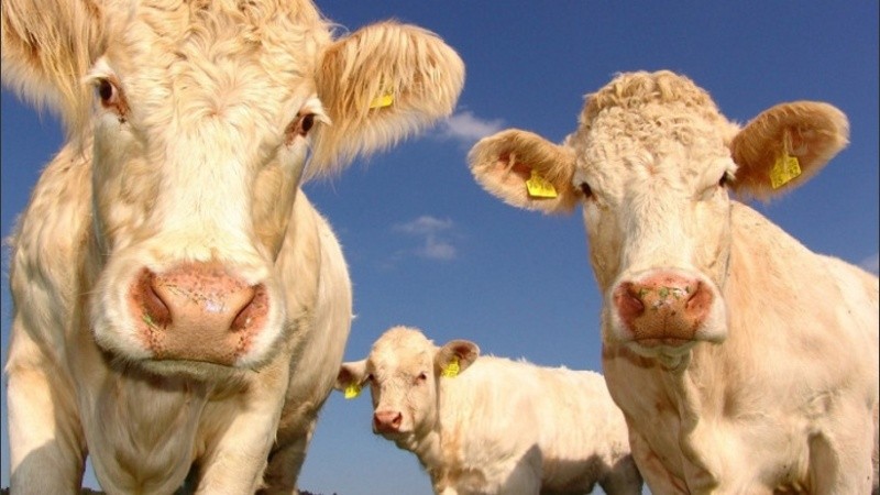 Resultaron fuertes las vacas.