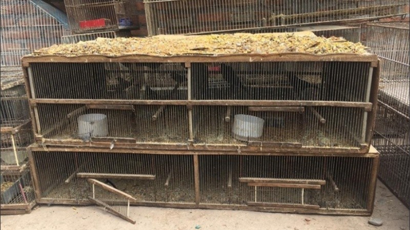 Se rescataron 602 aves que se encontraban hacinadas.