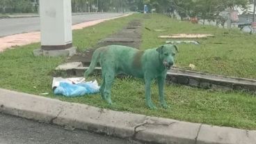 Usuarios de las redes mostraron su apoyo al perro por el maltrato del que fue víctima.