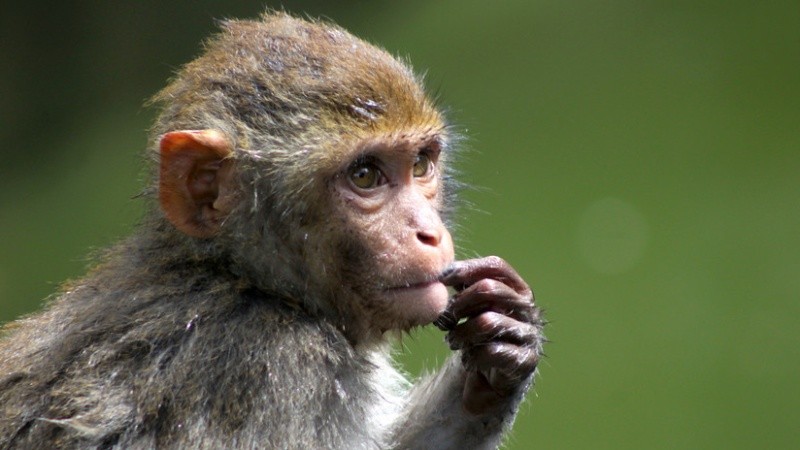  El primate había aprendido a comprar en línea al observar a su cuidadora.