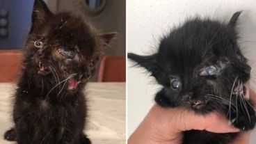 La gatita llamada "Dúo" ya cumplió cuatro meses.