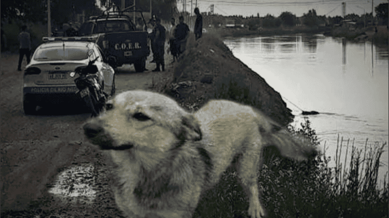 El perro se tiraba, lloraba, iba y volvía de la orilla del canal.