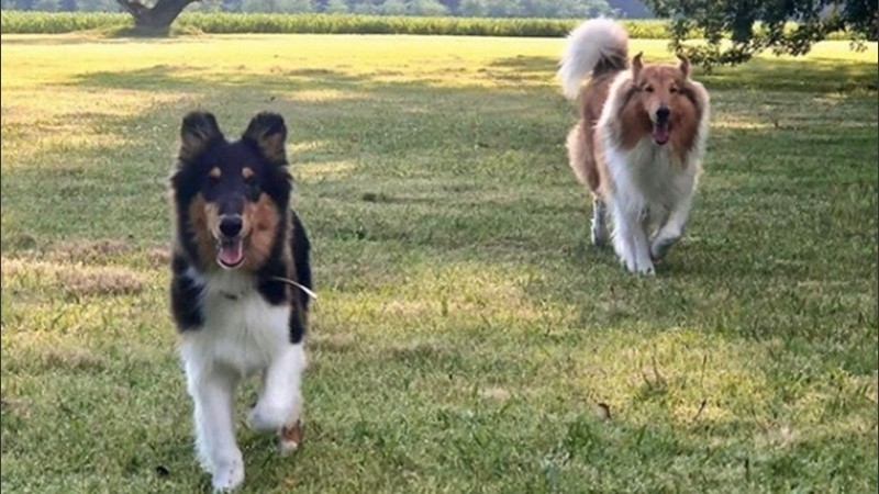 El perro de Fernández fue presentado en las redes sociales.