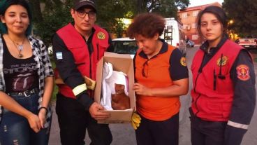 Los "gatos moros", son mamíferos carnívoros que habitan en áreas protegidas.