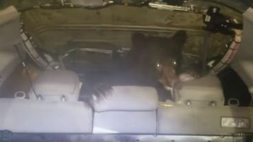 El animal había entrado al auto en busca de comida.
