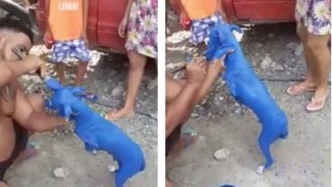 El perrito se recupera en una clínica veterinaria.