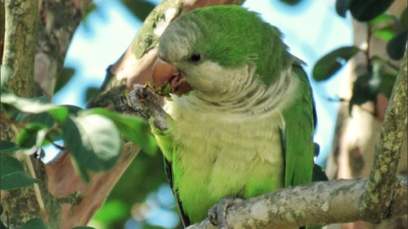 Georgina Papini y César Giarduz coordinan las excursiones de 