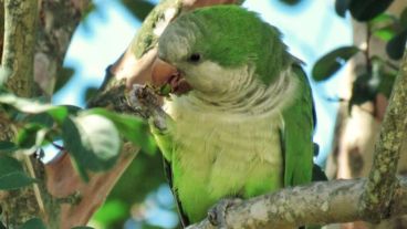 Georgina Papini y César Giarduz coordinan las excursiones de "Paraná Birding"