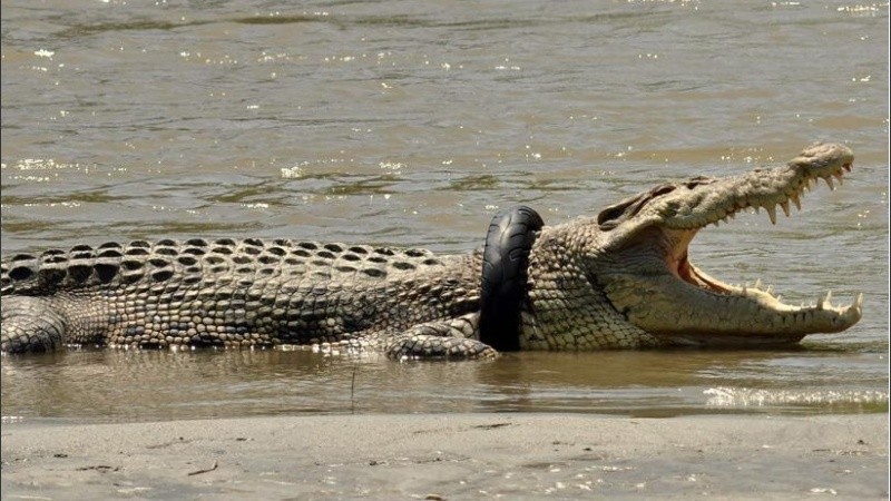 El animal no se deja ayudar por autoridades de la reserva.