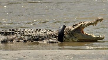El animal no se deja ayudar por autoridades de la reserva.