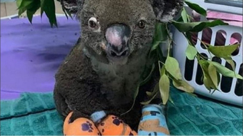 Lewis en este momento está en la categoría de pronóstico reservado.