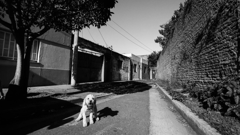 Un perro custodia el enigmático portal negro.