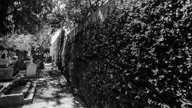 La enredadera del muro del camposanto que da a Pasco.