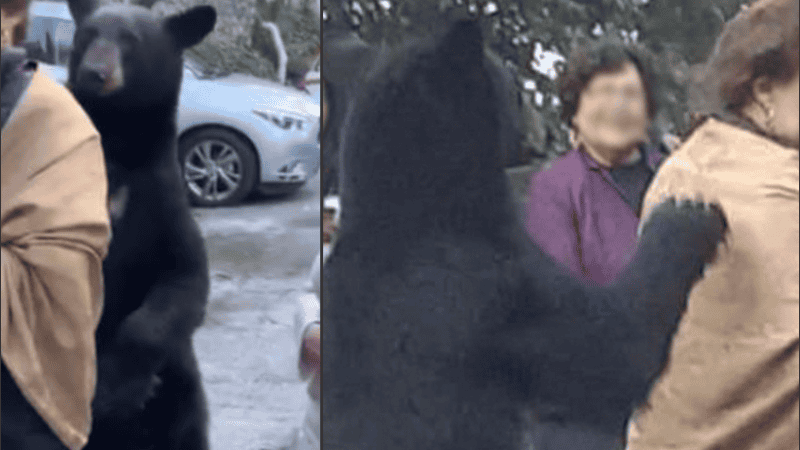 Las autoridades del parque piden precaución ante la presencia de estos animales.