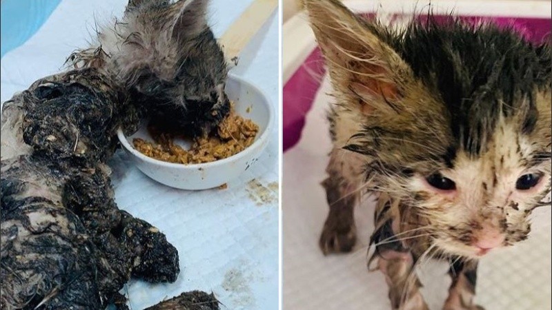 La profesional cuenta sobre el estado de salud de 