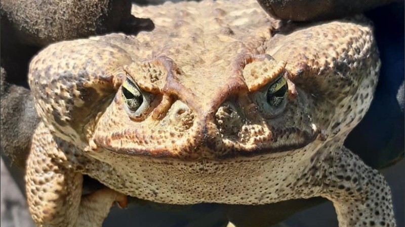 El anfibio fue encontrado en una vivienda situada en calle Camino Muerto.
