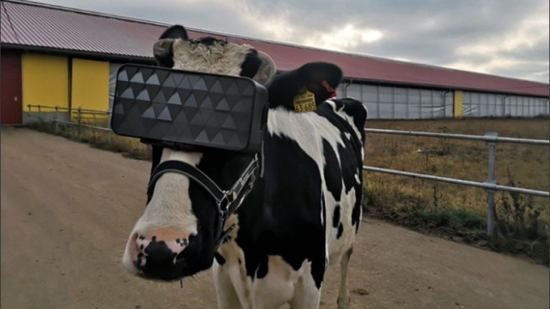 Según se informa, “expertos notaron una reducción en la ansiedad y un mejoramiento general “en el estado emocional del rebaño”.