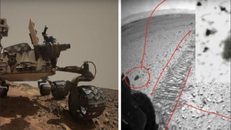 Las fotografías estudiadas por el especialista en insectos están disponibles en internet.