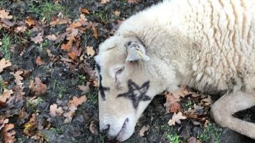 Una asociación de policías paganos está investigando los casos.