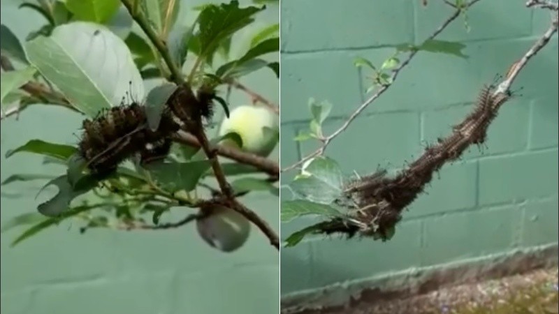 Las particulares gatas peludas. 