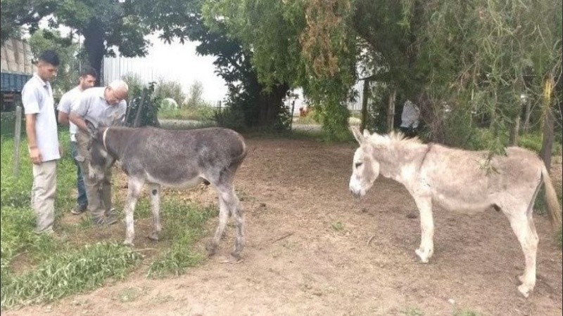 Los burritos siguen siendo cuidados y mimados como siempre.