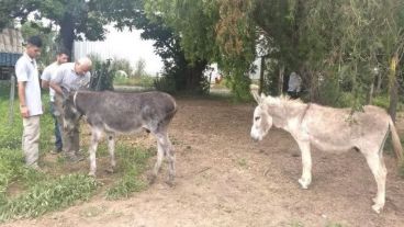 Los burritos siguen siendo cuidados y mimados como siempre.