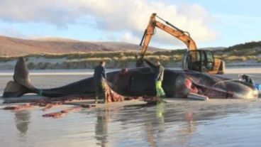 El animal tenía todo tipo de plásticos dentro de su cuerpo.