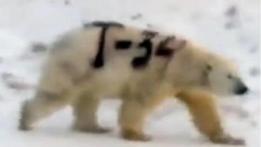 El animal está siendo buscado para ayudarlo.