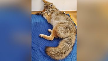 El coyote tenía algunos cortes en la cara