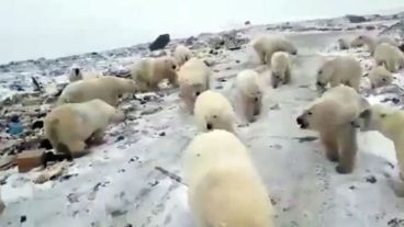 Más de 50 son los osos que deambulan por las calles del pueblo.