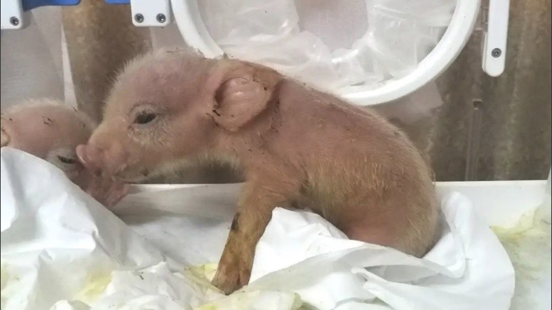 Los científicos cultivaron células madre de macacos y luego las inyectaron en embriones de cerdo cinco días después de la fertilización.