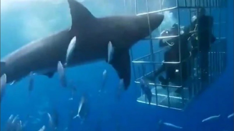 Los hechos ocurrieron en la jaula del barco Nautílus