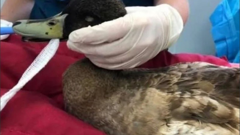 Dave está mal de ánimo tras la amputación de su pene.