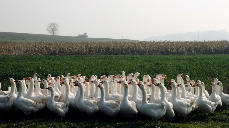 La fila de gansos era de kilómetros.