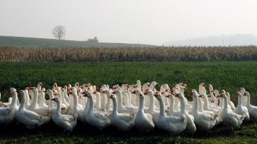 La fila de gansos era de kilómetros.