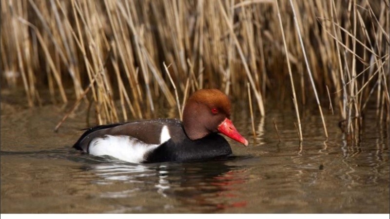 La lista que incluye diferentes niveles de amenazas habla de 112 mil especies en peligro.