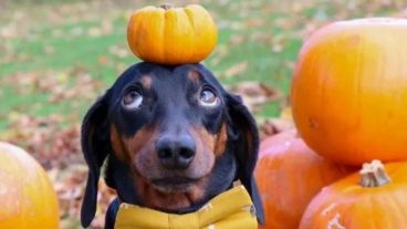 "Harlso" es una estrella en las redes.